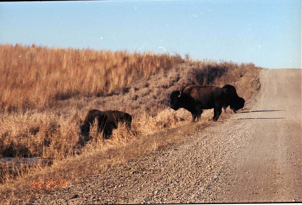 buffalo, history of Iowa, gravel road, Iowa History, state park, Animals, dirt road, bison, prairie, Lawler, Joyce, Iowa, Gilman, IA