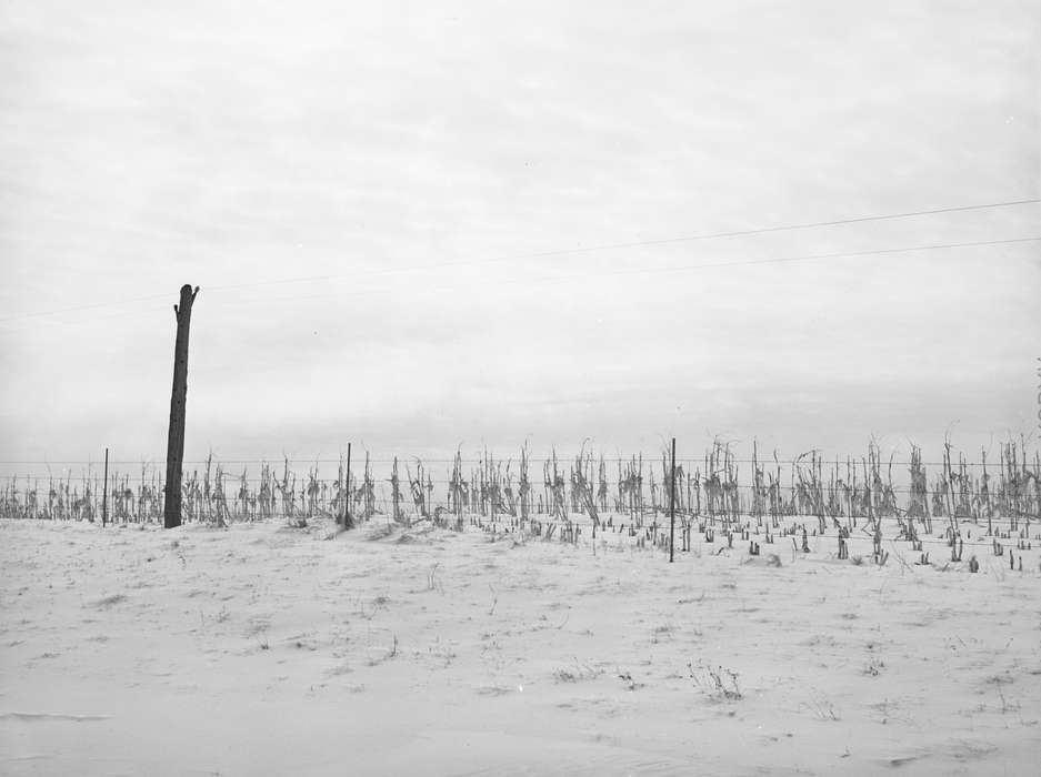 cornstalk, history of Iowa, Library of Congress, snow, tree stump, Farms, Iowa, barbed wire fence, cornfield, Iowa History, Landscapes, Winter