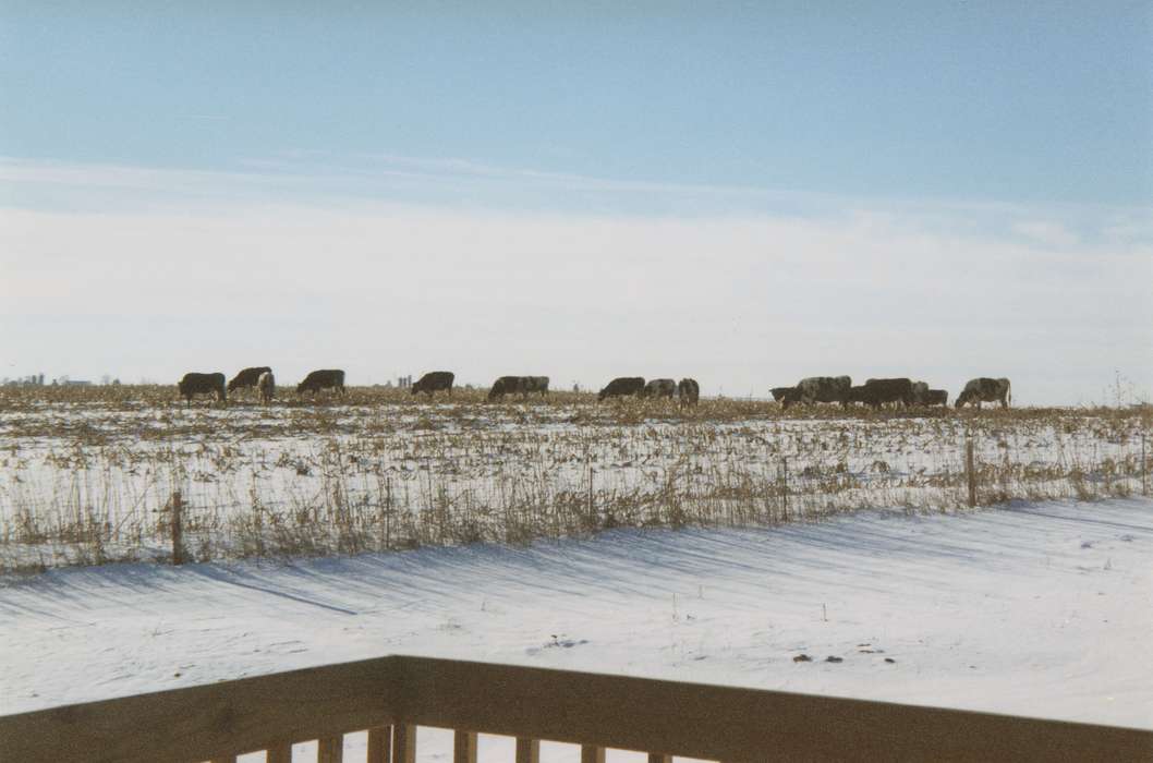 Farms, snow, Animals, Iowa History, cows, cornfield, history of Iowa, Peosta, IA, Iowa, Valenti, Providence