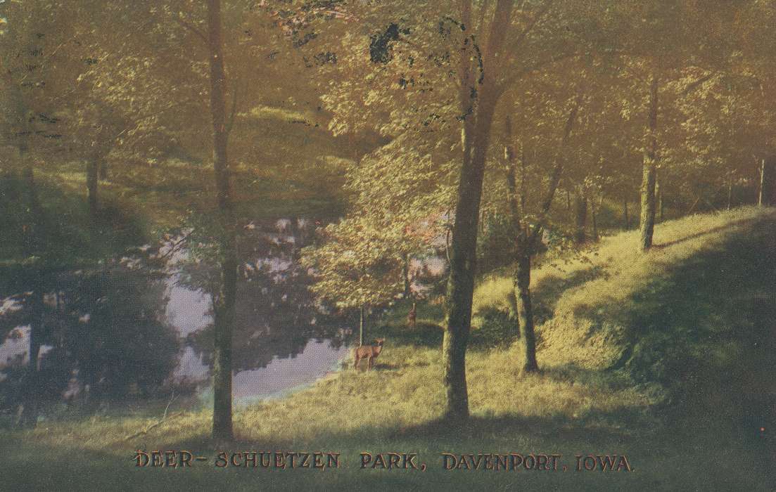 history of Iowa, postcard, Iowa History, Iowa, city park, deer, Shaulis, Gary