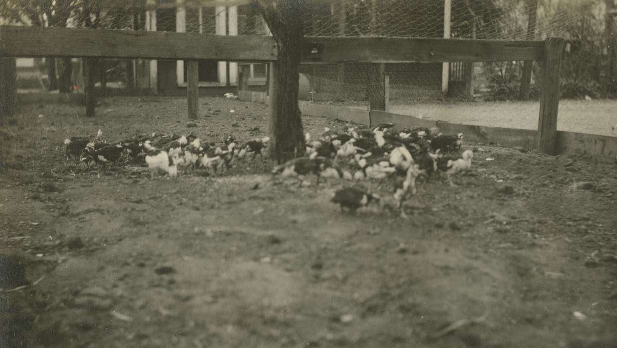 chicks, history of Iowa, ancona, Iowa History, Webster City, IA, Animals, Iowa, Farms, McMurray, Doug