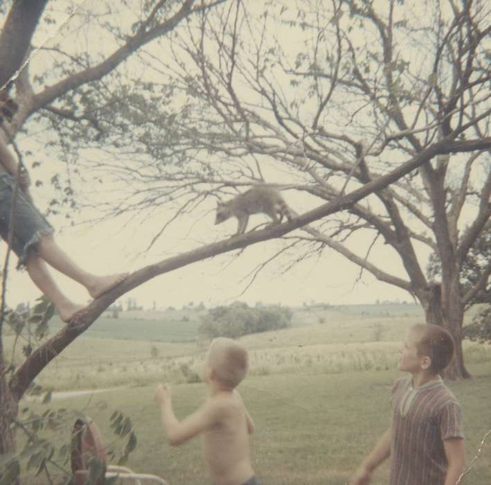 Portraits - Group, history of Iowa, Iowa History, George, Kelly, Animals, field, boy, metal lawn chair, Iowa, Outdoor Recreation, Des Moines, IA, tree, Children, raccoon