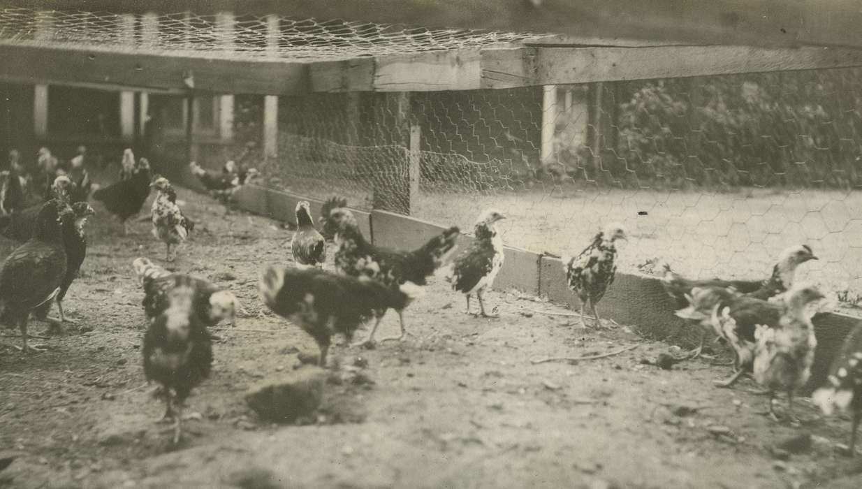 history of Iowa, ancona, Iowa History, Webster City, IA, Animals, chickens, Iowa, Farms, McMurray, Doug