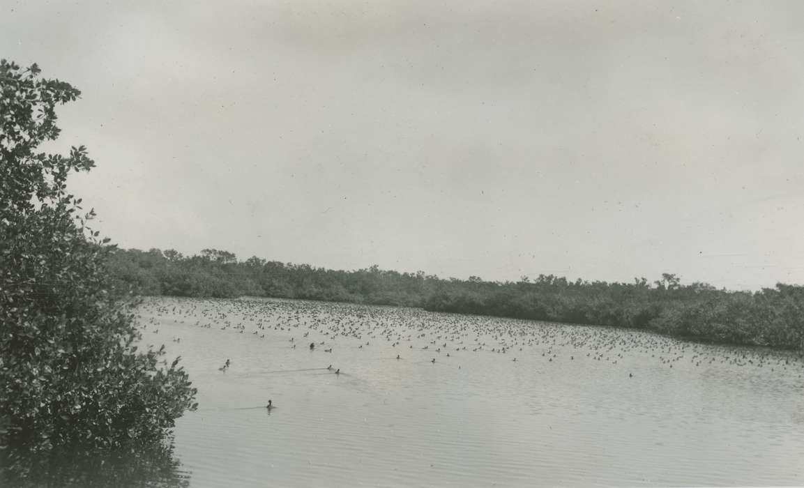 Lakes, Rivers, and Streams, duck, Flamingo, FL, Iowa History, McMurray, Doug, Iowa, history of Iowa, Animals, lake, Travel