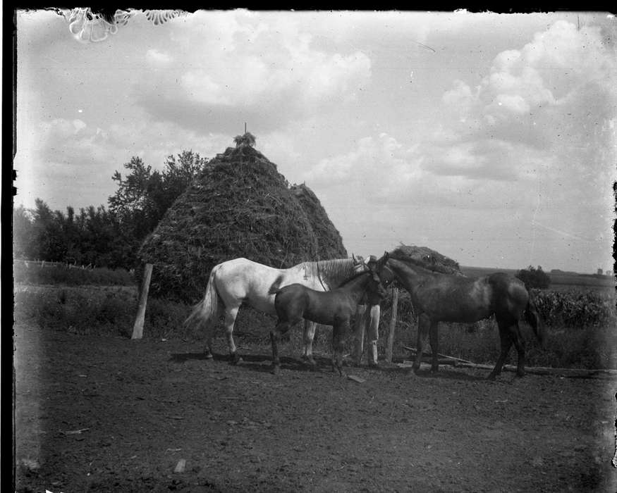 history of Iowa, Iowa History, IA, Animals, Anamosa Library & Learning Center, Iowa, Farms, horses, horse
