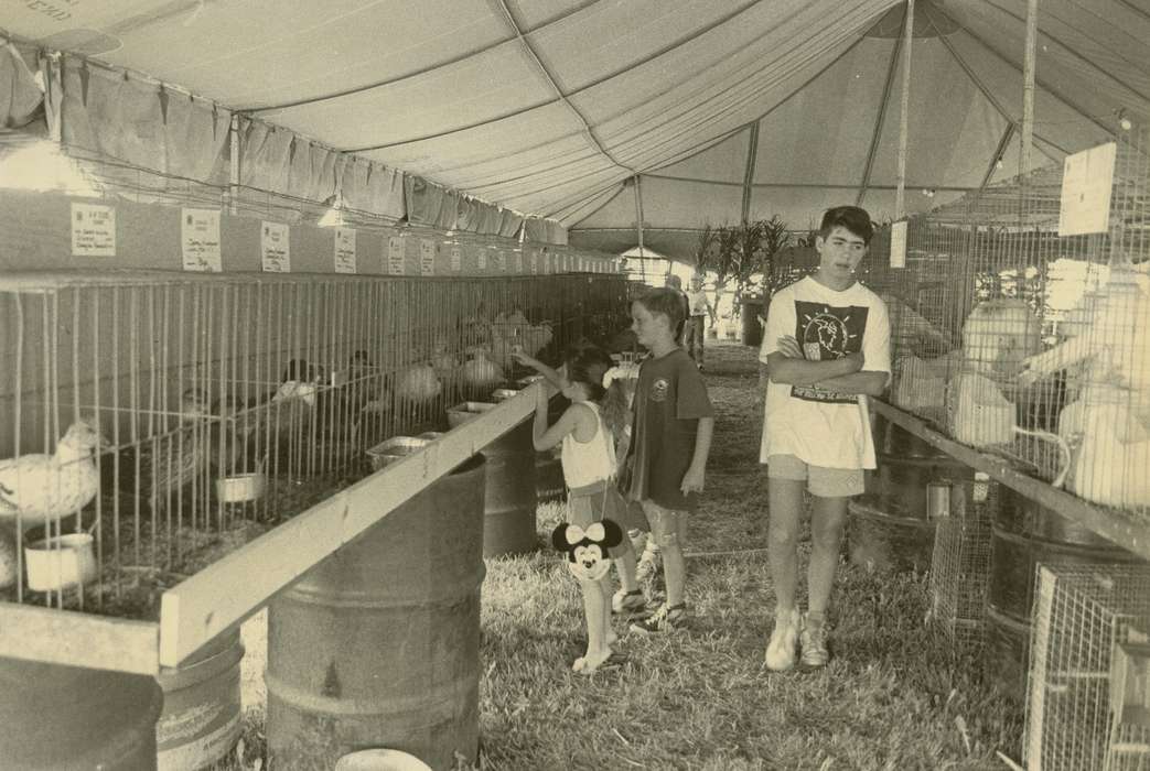 history of Iowa, chicken, county fair, Iowa History, Animals, Waverly, IA, Fairs and Festivals, tent, Iowa, boy, barrel, correct date needed, Children, Waverly Public Library, bird cage
