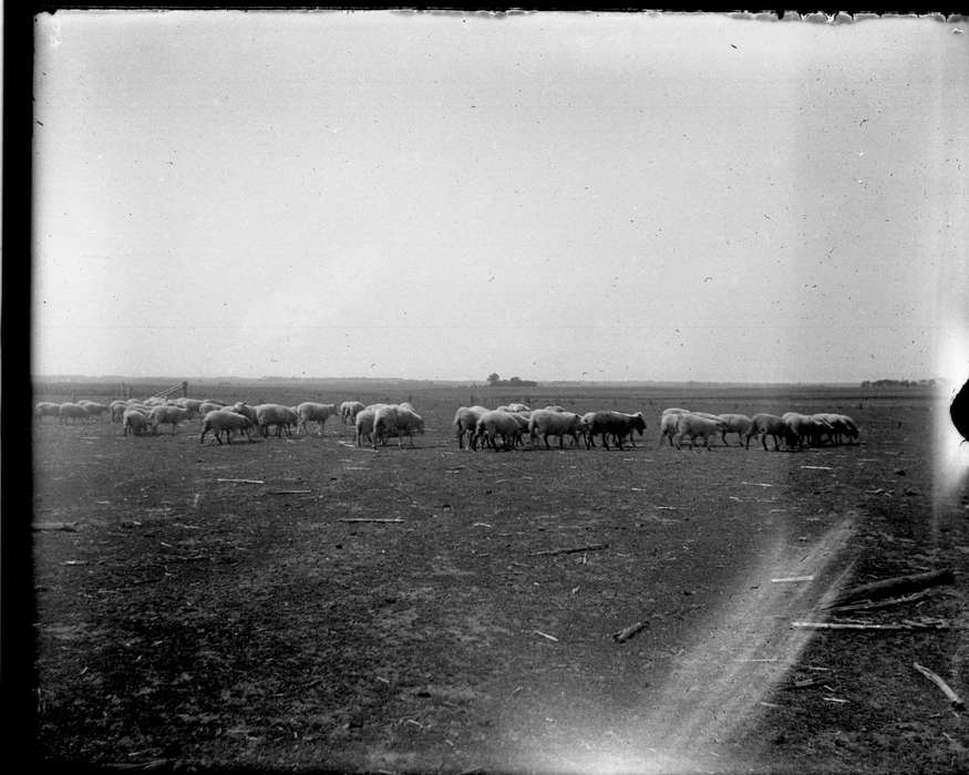 IA, Iowa, Animals, herd, sheep, Farms, Anamosa Library & Learning Center, history of Iowa, Iowa History