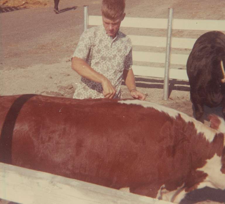 Iowa, Animals, Fairs and Festivals, Bettis, Julie, Albia, IA, Farms, history of Iowa, bull, Iowa History