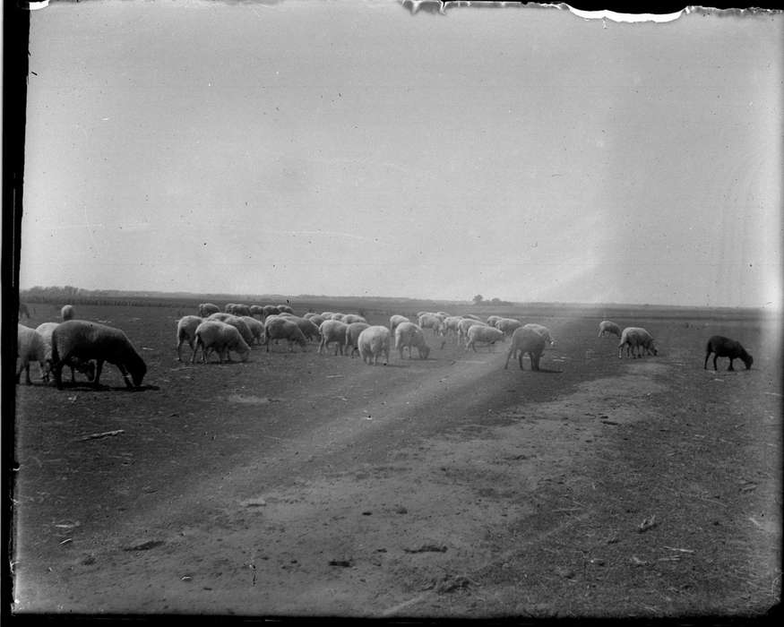 IA, Iowa, Animals, sheep, Farms, Anamosa Library & Learning Center, history of Iowa, Iowa History