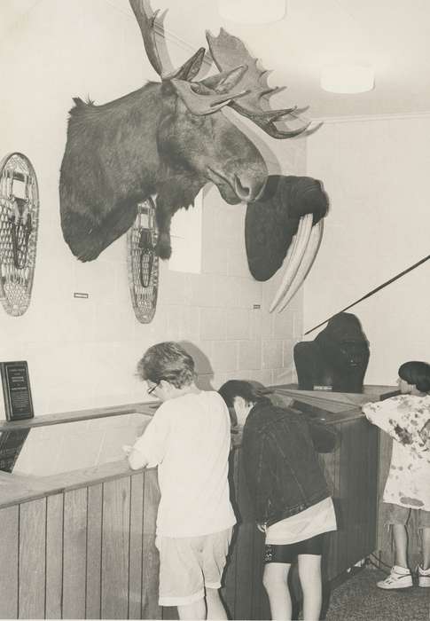 Children, history of Iowa, Waverly Public Library, Waverly, IA, moose, Iowa, taxidermy, Leisure, mount, Iowa History, Schools and Education, walrus