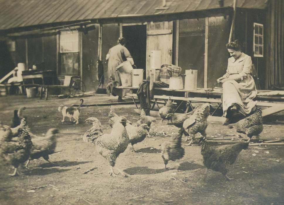 history of Iowa, Farms, Animals, Iowa, USA, bird, chicken, Spilman, Jessie Cudworth, Iowa History, cat