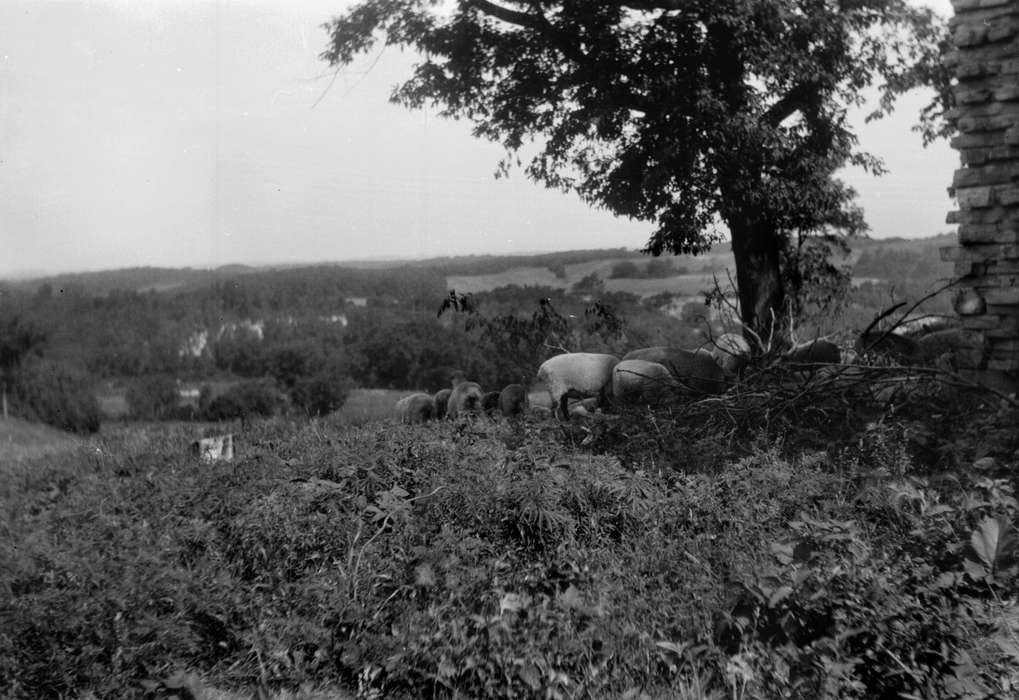view, Iowa History, history of Iowa, Lemberger, LeAnn, Animals, sheep, Iowa, stone, tree, Stone City, IA, stone city art colony