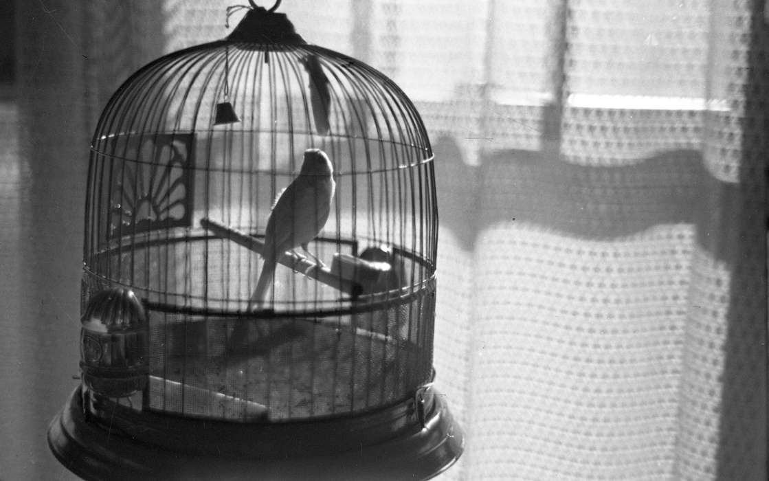 Cedar Falls, IA, history of Iowa, Iowa History, bird, uni, iowa state teachers college, Animals, UNI Special Collections & University Archives, Iowa, Schools and Education, university of northern iowa, bird cage