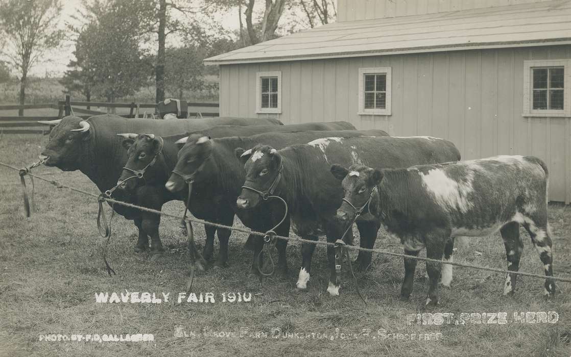 history of Iowa, fair, window, Waverly Public Library, Waverly, IA, county fair, horns, Iowa, cow, Iowa History, tree, Animals, Fairs and Festivals