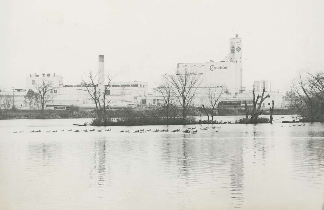 Businesses and Factories, geese, carnation, Animals, Iowa History, Iowa, Waverly Public Library, Waverly, IA, history of Iowa