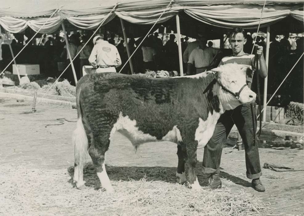 Fairs and Festivals, Meyers, Peggy, history of Iowa, Iowa, Iowa History, Animals, West Liberty, IA