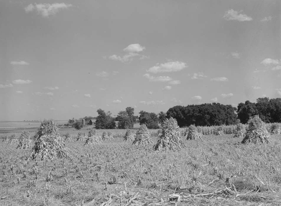 Library of Congress, history of Iowa, scenic, Landscapes, Iowa, Iowa History, Farms, harvest, cornstalk, cornfield