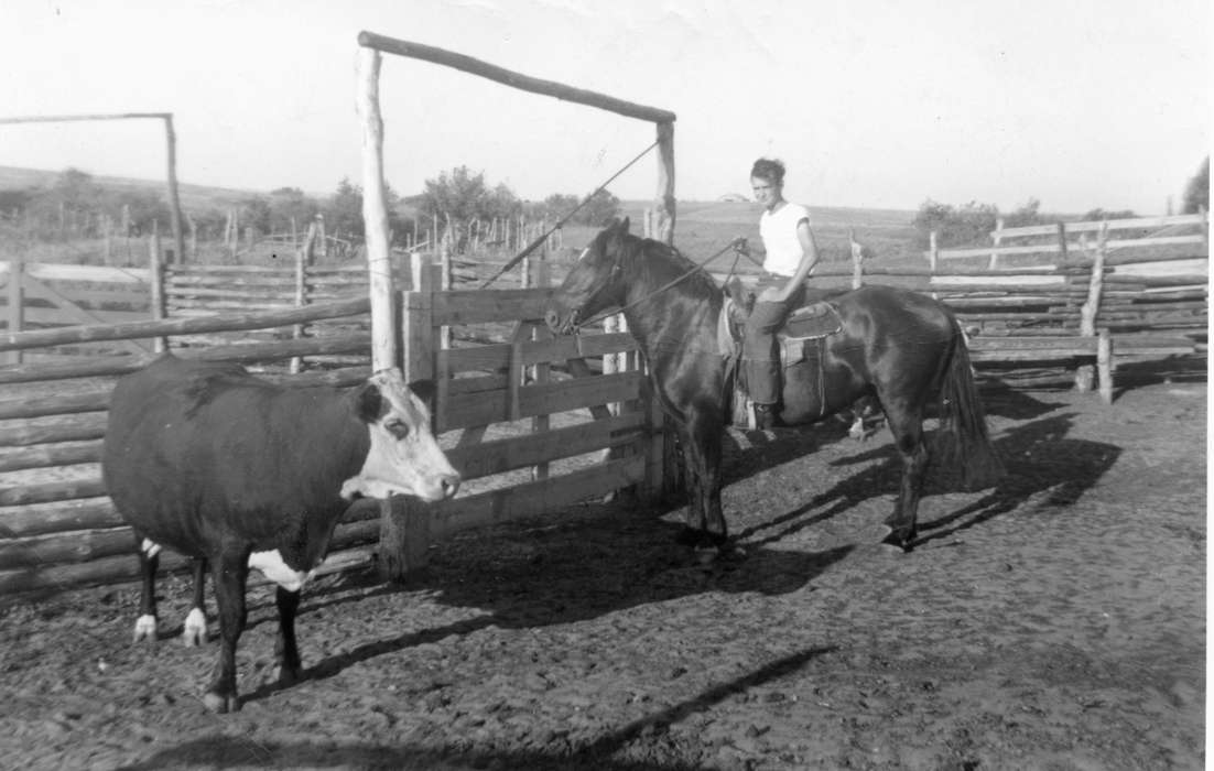 corral, IA, Iowa, Animals, horse, fence, Schrodt, Evelyn, Farms, history of Iowa, bull, Iowa History, Labor and Occupations