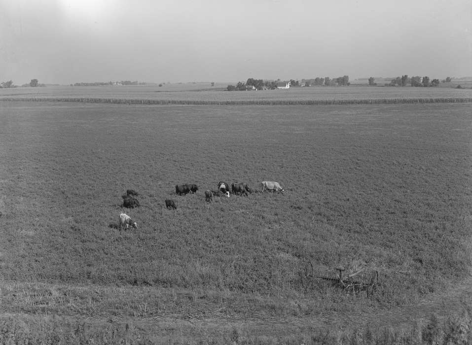 hay field, Aerial Shots, history of Iowa, Library of Congress, cows, Farms, Animals, grazing, Iowa, Iowa History, Landscapes, Farming Equipment