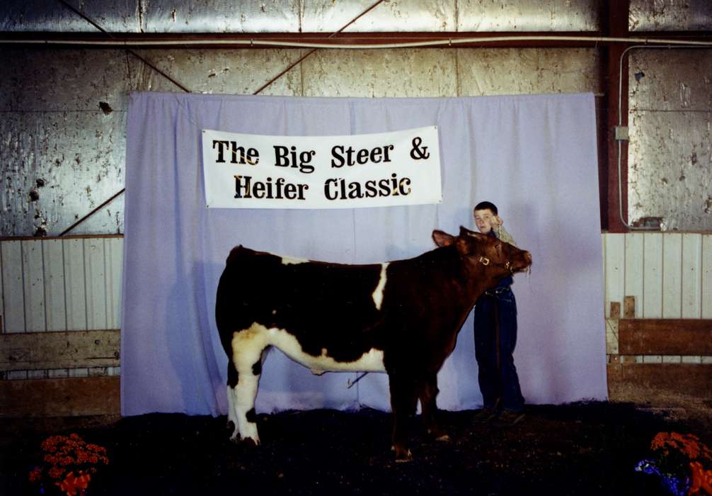 Iowa, Animals, Webster City, IA, Fairs and Festivals, steer, heifer, Children, Portraits - Individual, Vierkandt, Stephanie, history of Iowa, bull, Iowa History