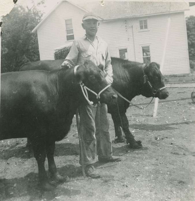 cattle, history of Iowa, Lotts Creek, IA, cows, Farms, Animals, Iowa, Thul, Cheryl, Children, livestock, Iowa History