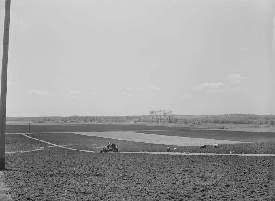 farmer, Farming Equipment, history of Iowa, Iowa History, Library of Congress, Motorized Vehicles, pigs, Animals, field, chickens, tractor, Iowa, Farms, Labor and Occupations