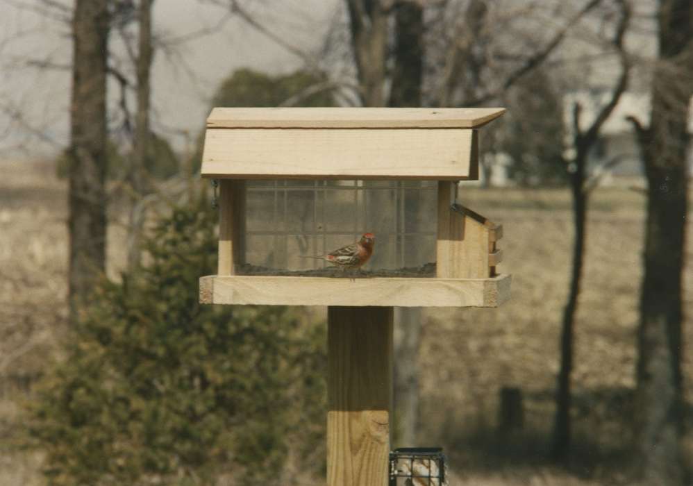 Roberts, Lori, history of Iowa, Iowa History, house finch, Animals, Manchester, IA, Iowa, finch, bird