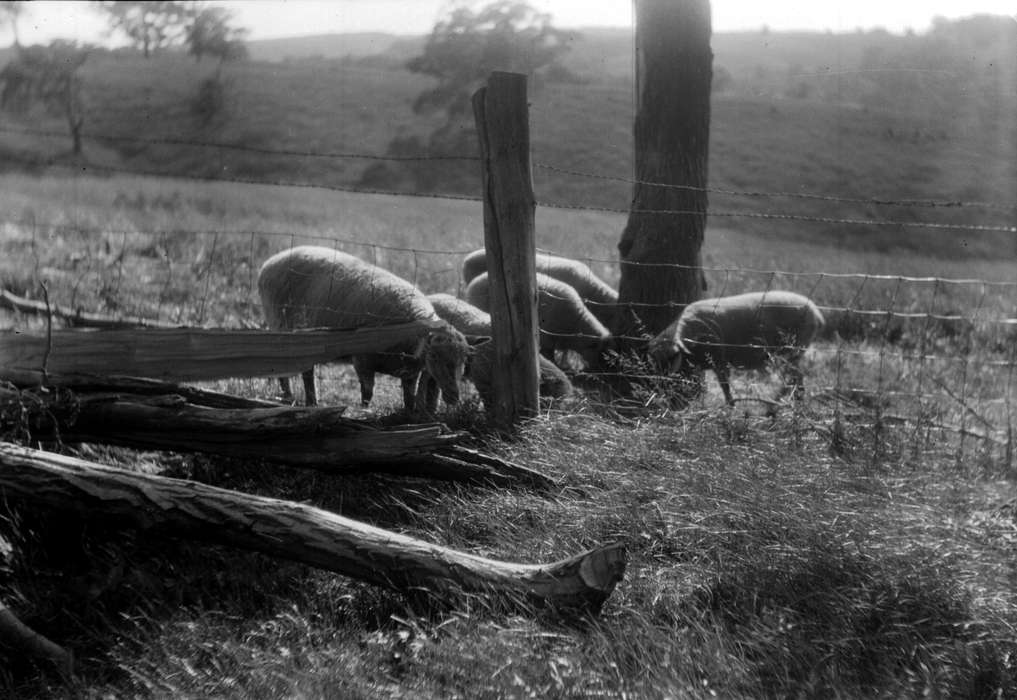 lumber, Animals, Iowa History, sheep, Iowa, Lemberger, LeAnn, stone city art colony, Stone City, IA, fence, history of Iowa