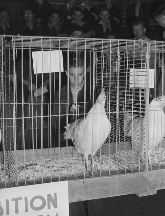 bird cage, Schools and Education, Animals, chickens, Children, student, Library of Congress, Iowa, history of Iowa, Iowa History, Civic Engagement