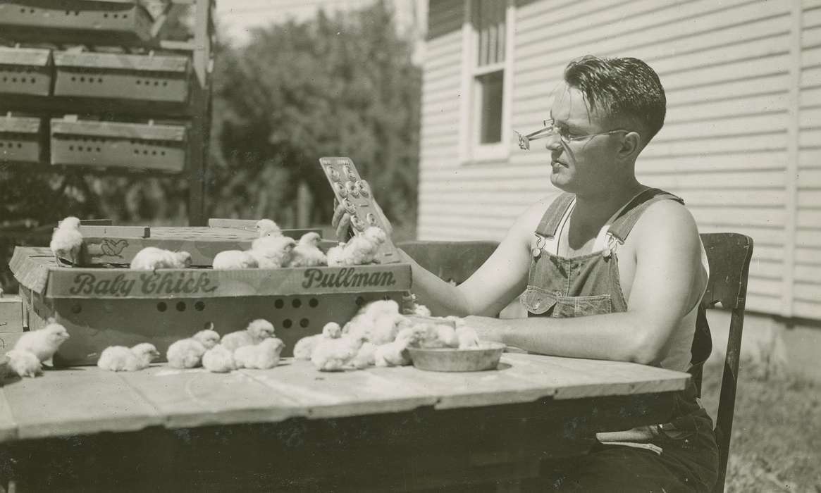 animals, chicks, history of Iowa, hatchery, Iowa History, Webster City, IA, Animals, man, Iowa, McMurray, Doug