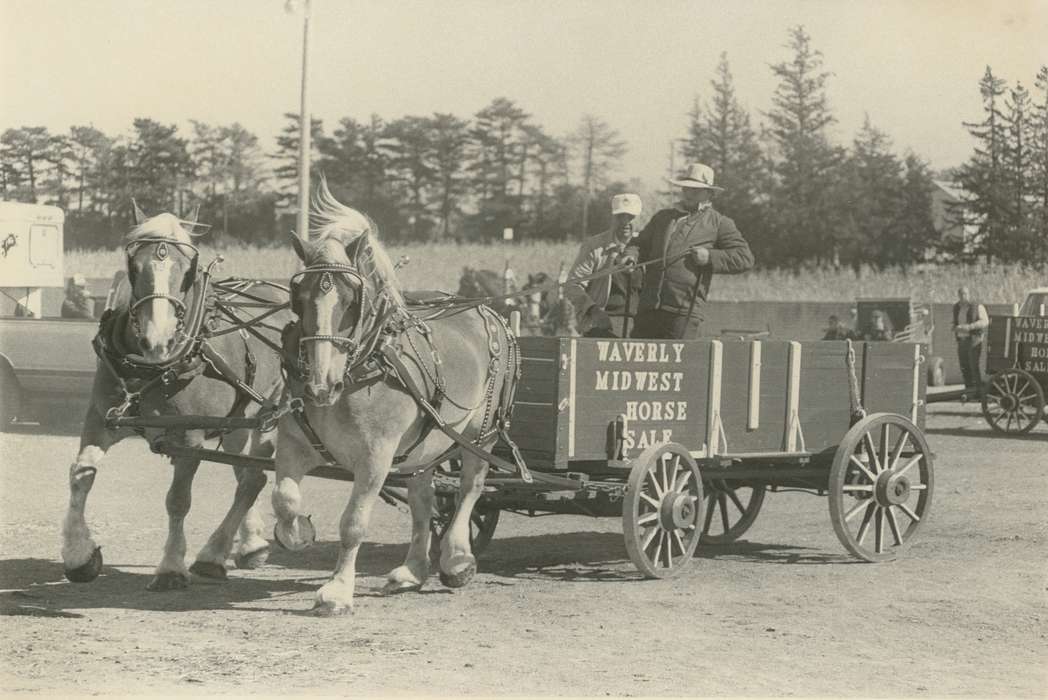 Portraits - Group, history of Iowa, Iowa History, horse and buggy, Animals, pine trees, Waverly, IA, Iowa, horses, Waverly Public Library
