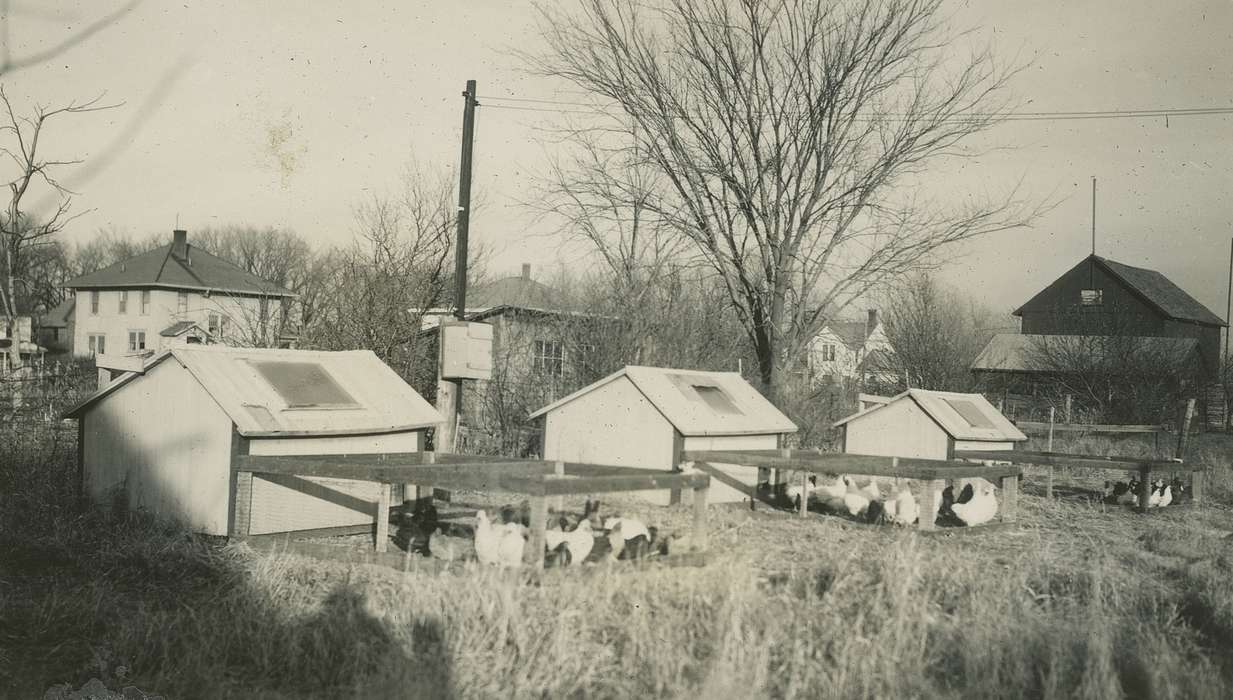 history of Iowa, hatchery, Iowa History, Webster City, IA, Animals, chickens, chicken coops, Iowa, Farms, McMurray, Doug