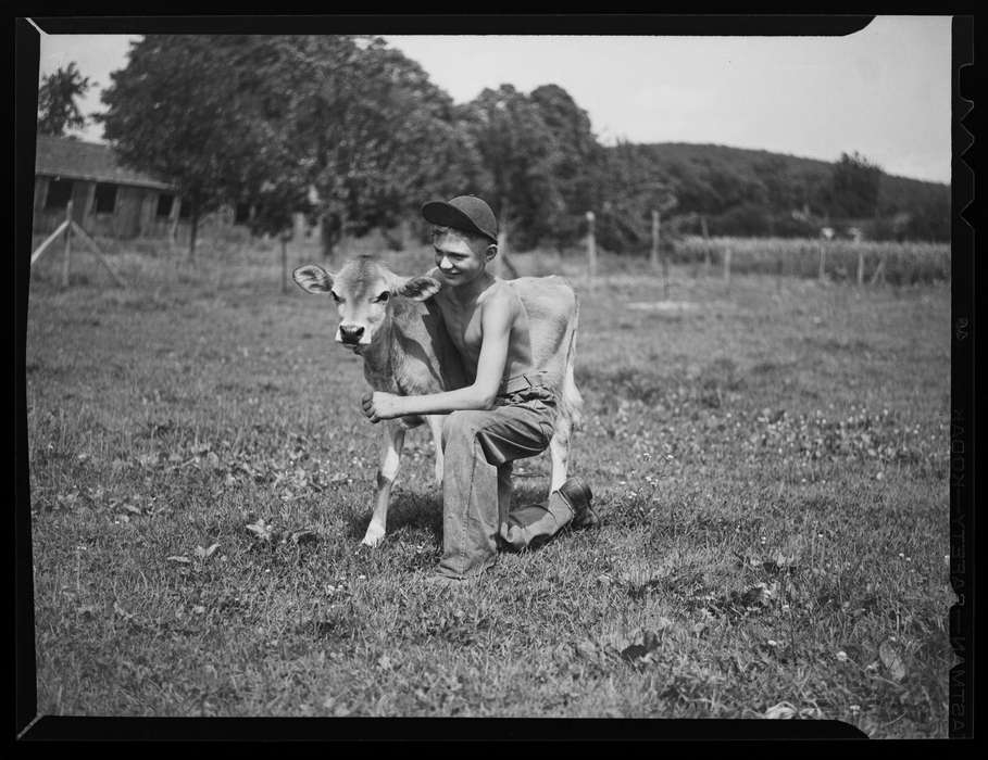 cow, Iowa History, Iowa, Archives & Special Collections, University of Connecticut Library, Ellington, CT, history of Iowa