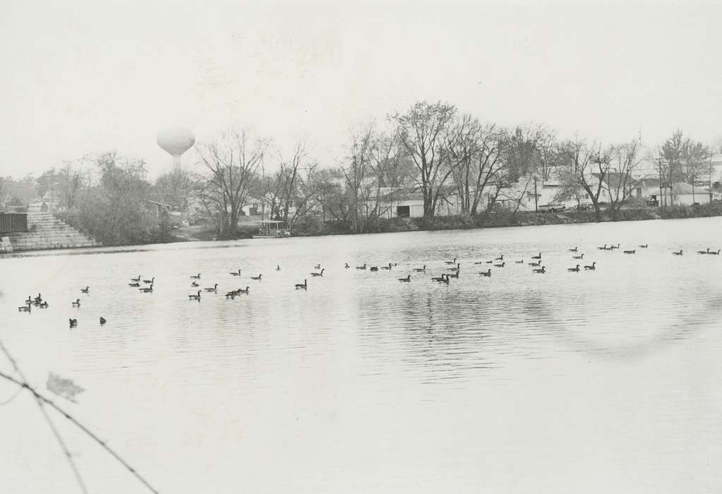 geese, Waverly, IA, cedar river, history of Iowa, Animals, Iowa, Lakes, Rivers, and Streams, Waverly Public Library, Iowa History