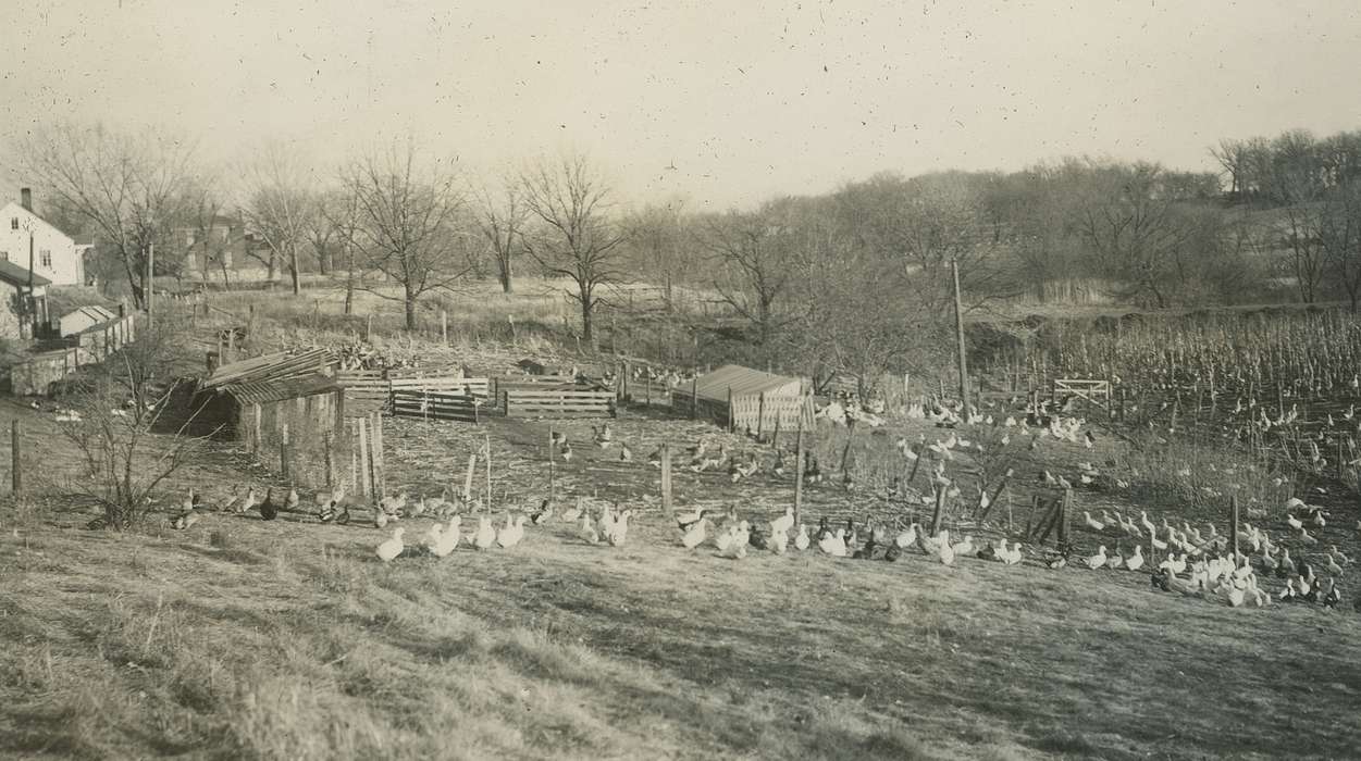 geese, Animals, Iowa History, ducks, Iowa, hatchery, McMurray, Doug, Farms, Webster City, IA, history of Iowa