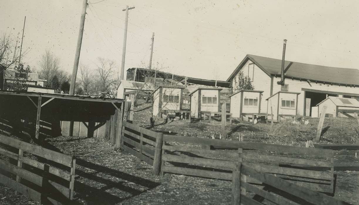 Animals, Iowa History, Iowa, hatchery, McMurray, Doug, Farms, chickens, Webster City, IA, chicken coop, history of Iowa