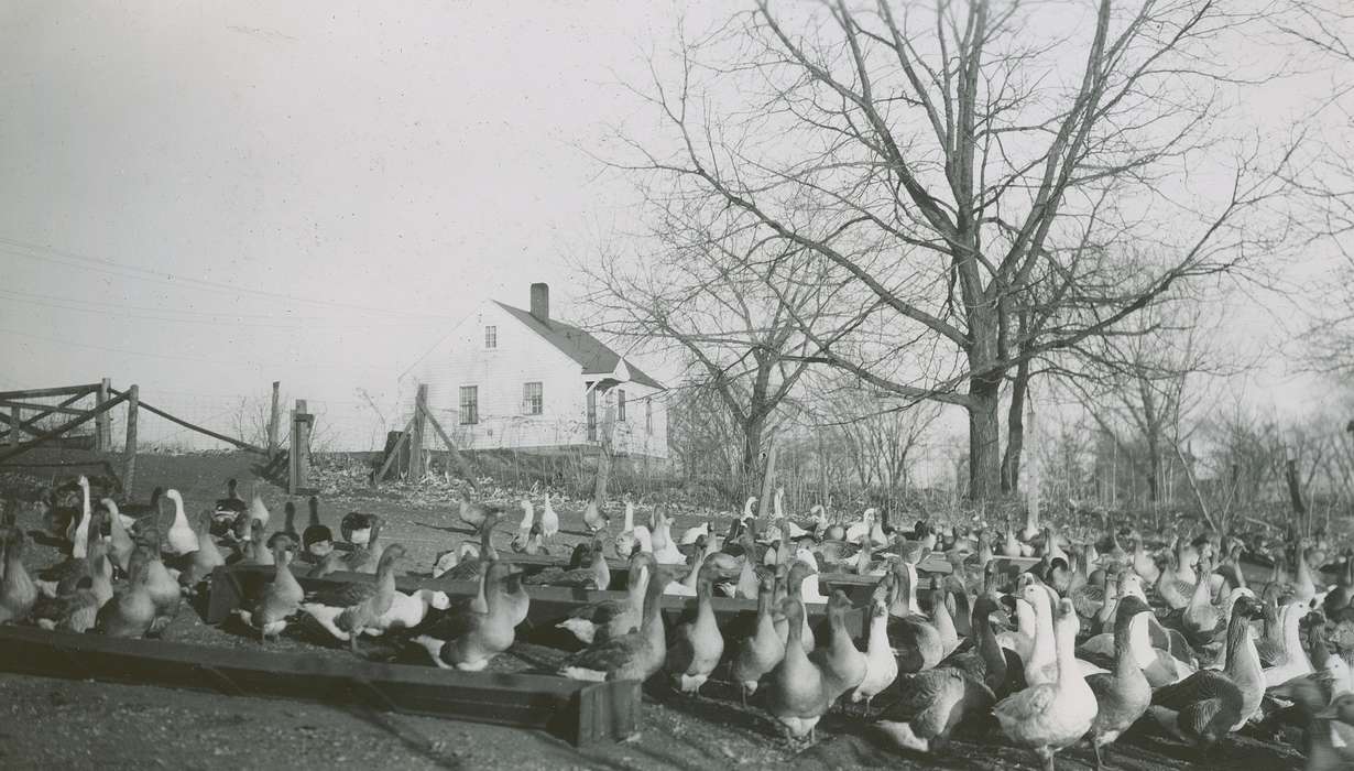 geese, history of Iowa, Farms, McMurray, Doug, Animals, Iowa, house, fence, Webster City, IA, Iowa History, tree