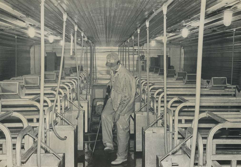 history of Iowa, Iowa History, IA, pig pen, Iowa, Farms, people, Waverly Public Library