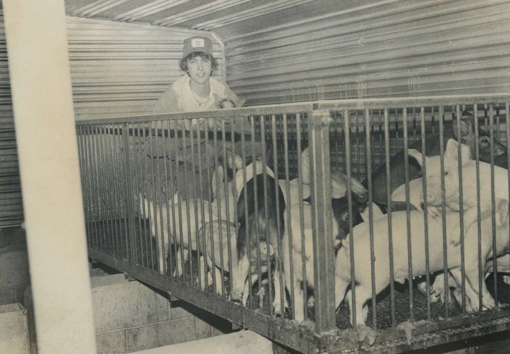 pig, Animals, Portraits - Individual, Iowa History, pig farm, Iowa, Waverly Public Library, IA, pig pen, history of Iowa