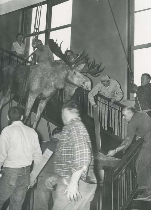Iowa History, seerley hall, iowa state teachers college, university of northern iowa, Iowa, history of Iowa, museum, Animals, Schools and Education, moose, uni, Cedar Falls, IA, University of Northern Iowa Museum