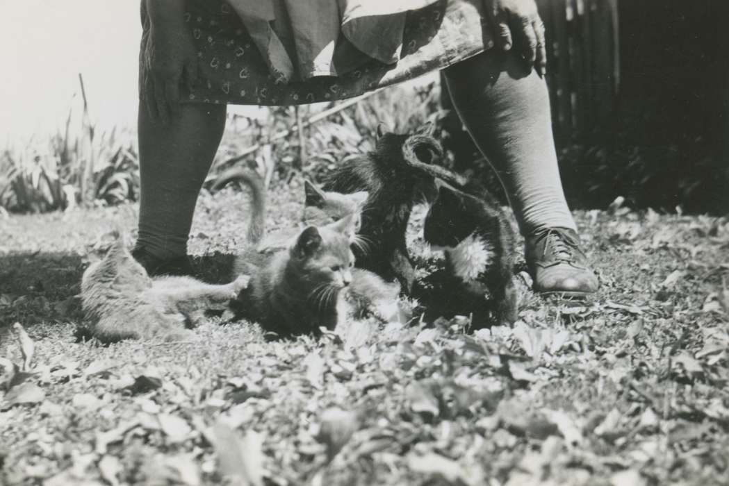 Mediapolis, IA, history of Iowa, Iowa, Iowa History, Pate, Linda, Animals, kittens