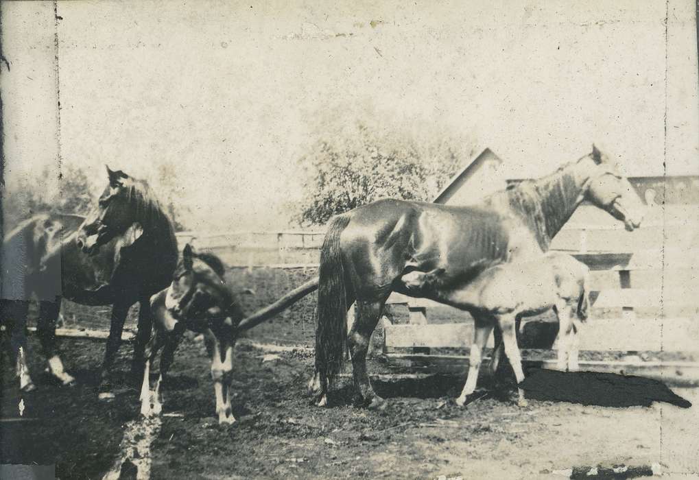 Neessen, Ben, Iowa History, fence, Iowa, history of Iowa, foal, nursing, Animals, IA, horse