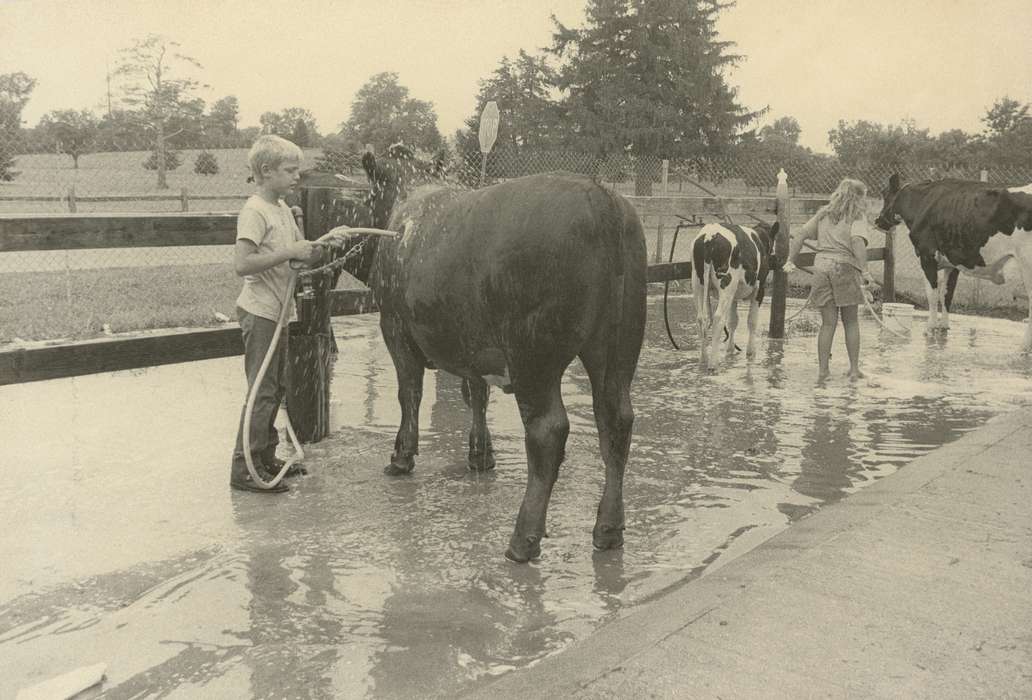 Children, hose, history of Iowa, Waverly Public Library, Waverly, IA, cows, Iowa, cow, Iowa History, Animals, Fairs and Festivals