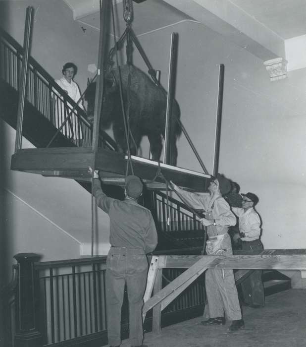 Iowa History, seerley hall, iowa state teachers college, university of northern iowa, Iowa, history of Iowa, Animals, Schools and Education, uni, Cedar Falls, IA, University of Northern Iowa Museum, bison
