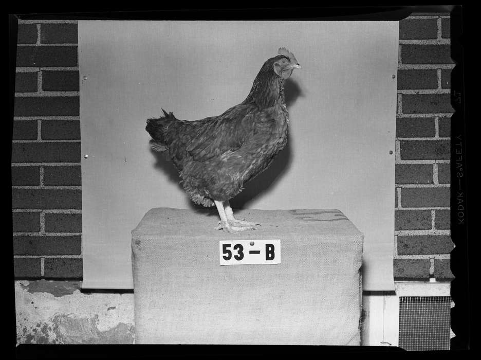 chicken, Iowa History, Storrs, CT, Iowa, history of Iowa, animal, Archives & Special Collections, University of Connecticut Library, creature