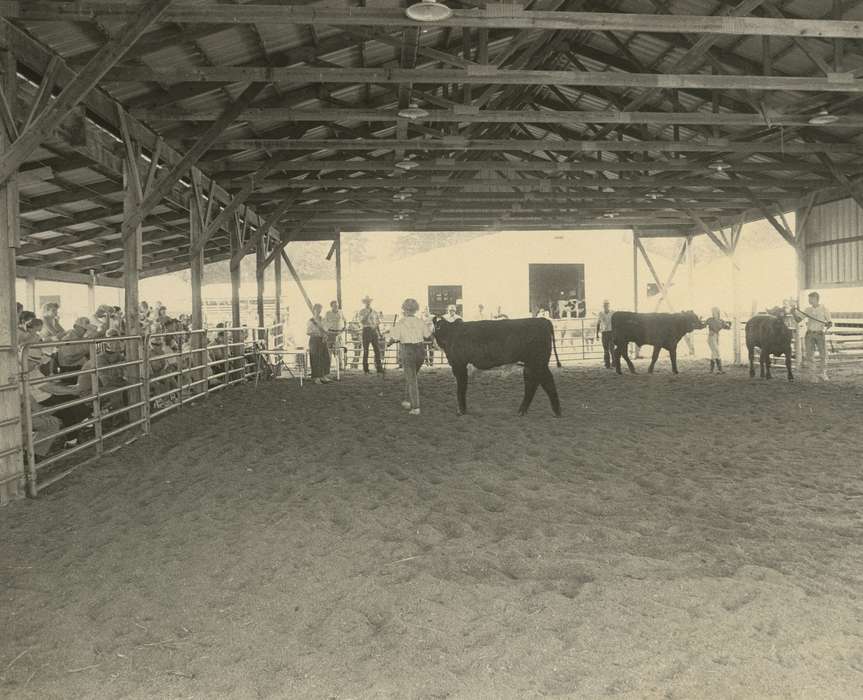 history of Iowa, Entertainment, Waverly Public Library, Waverly, IA, cows, Iowa, contest, cow, Iowa History, show, Animals, Fairs and Festivals