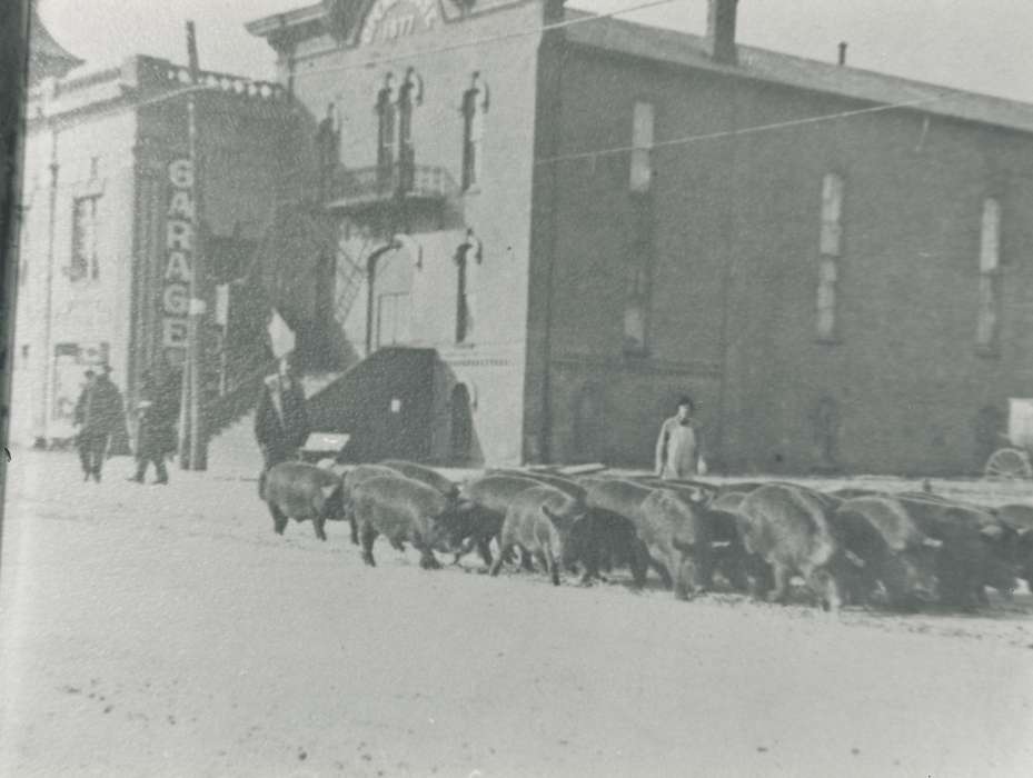Main Streets & Town Squares, hog drive, Iowa History, history of Iowa, Businesses and Factories, Animals, hogs, Iowa, Cities and Towns, car dealership, Waverly Public Library, Labor and Occupations