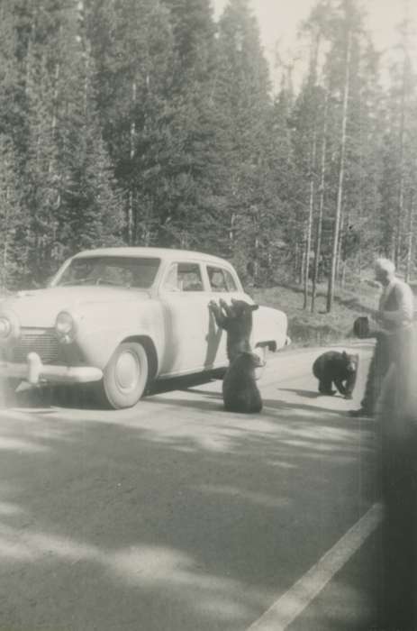 Maharry, Jeanne, bear, Motorized Vehicles, bears, Iowa History, Iowa, history of Iowa, correct date needed, forest, Animals, WY, car, Travel