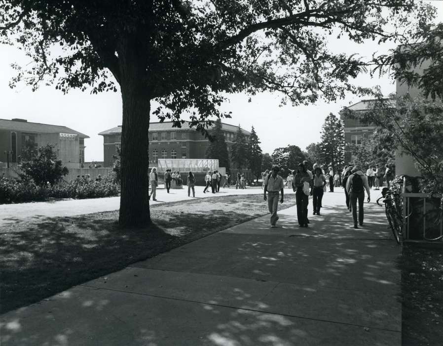 Cedar Falls, IA, history of Iowa, Iowa History, uni, university, UNI Special Collections & University Archives, oak tree, Iowa, tree, Schools and Education, university of northern iowa, campus