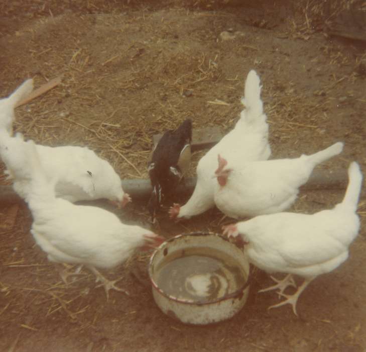 history of Iowa, chicken, Iowa History, McDermott, Helen, Animals, chickens, Epworth, IA, Iowa, Farms